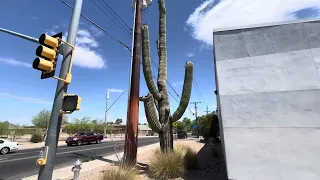 Saguaro of the Day Jerry Come On Now at the Cox Store on Valencia Road