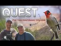 Download Lagu Quest For The Red faced Warbler - Birding Madera Canyon \u0026 Santa Rita Lodge