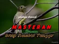 Download Lagu Burung Brinji Rambut Tungir | Masteran wajib untuk  burung Lomba!!! | cucak hijau dan murai batu