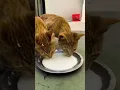 Download Lagu Cat Drinking Milk #shorts #cats #viralshorts