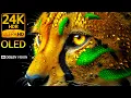 Wild Life 24K R 120FPS Dolby Vision OLED Test
