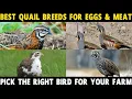 QUAIL BREEDS FOR MEAT EGGS - Coturnix Bobwhite California Button Mountain Montezuma Quail