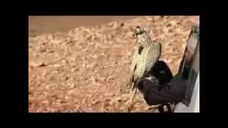 شيلة حماسية طير الحمامي اداء محمد بن غرمان العمري ونايف ال جلاب 2016 