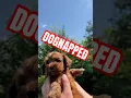Download Lagu Linga guli guli - puppy got DOGNAPPED! #cutenessoverload