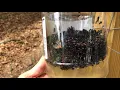 Starbar Captivator Fly Trap - we caught hundreds in no time