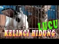 Kelinci punya hidung medud medud lucu
