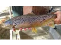 Trout Spawning at Massachusetts Hatcheries