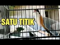 Download Lagu cara menyembuhkan cendet banyak tingkah saat di gantang || jawab pertanyaan subscriber
