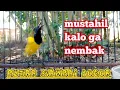 Download Lagu SOGON FIGHTER MUSTAHIL GA RESPON DENGAR SOGON INI PUTAR SAMPAI BOCOR  #sogongacor #sogongacorngleper