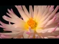 Download Lagu hypnotic flowers Music Video