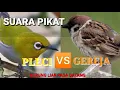 Download Lagu suara pikat burung PLECI \u0026 GEREJA...ANTI ZONK