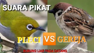 Download suara pikat burung PLECI \u0026 GEREJA...ANTI ZONK MP3