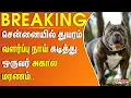 Download Lagu சென்னையில் பெரும் துயரம்.. வளர்ப்பு நாய் கடித்து ஒருவர் அகால மரணம்..