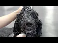 The MOST EXPENSIVE groom Guess this breed of dog