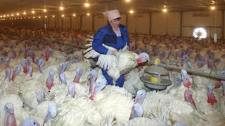 Download Amazing Million Dollar Turkeys Farming Technology - Modern Turkey Slaughtering \u0026 Processing Factory MP3