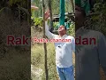 Download Lagu Rakta chandan farming, रक्त चंदन, #raktachandan #lalchandan #shorts #sandalwood