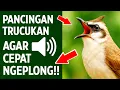 Download Lagu Masteran trucukan gacor ngalas tarung ropel paling bagus untuk pancingan trucukan agar bunyi nyaut