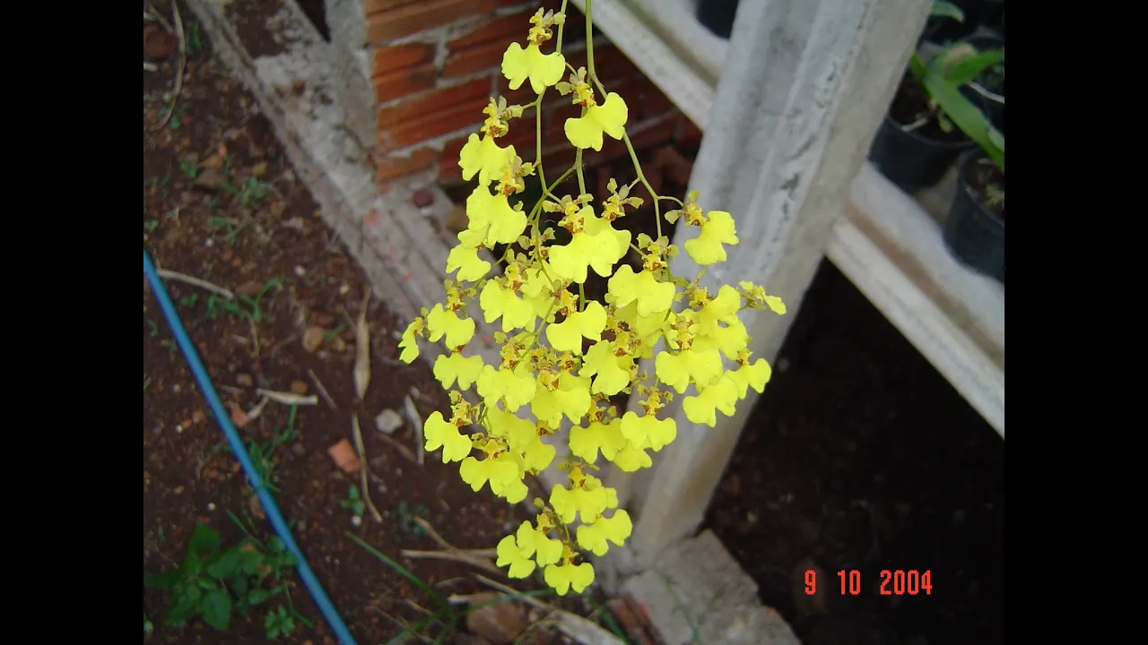 COMO PLANTAR ORQUÍDEA ONCIDIUM (CHUVA DE OURO) EM ESTRUTURA DE CIMENTO