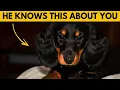 6 Weird Things Your Dachshund Knows About You