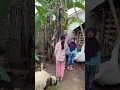 Download Lagu Qurban Kambing Untuk Hari Idul Adha