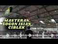 Download Lagu Ampuh!! Masteran Sogon isian ciblek
