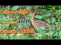 Download Lagu นกอีลุ้ม #เสียงนกอีลุ้ม #เข้าเร็ว #https://youtu.be/YSyBLiVO04c