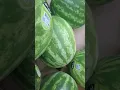 A visit to US Foods CHEF STORE in Sacramento CA
