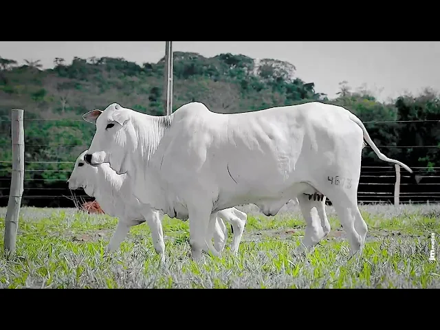 Novilha Nelore AFOM - 4673