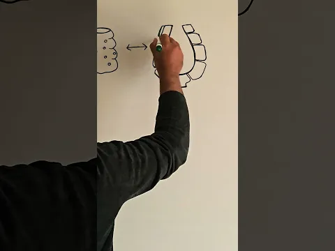 Phylum Porifera | Drawing and Labelling of Sponge | Grade 11 Biology