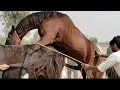 Download Lagu “Beautiful Horse Power – Grace Meets Pure Strength”