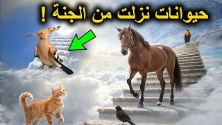 سبحان الله،7 حيوانات نزلت من الجنه علي الارض مذكورة في القرأن رقم 7 صدم الملايين !!