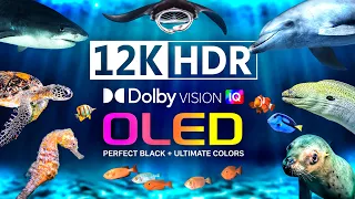 12K HDR 60FPS | Animal Ocean Wildlife & Marine Life | Ultimate OLED TV | Dolby Atmos • IMAX Enhanced