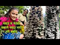 Download Lagu च्याउ त धेरै भेटे खाने च्याउ कि नखाने च्याउ होconfused हामी। बाजेबुजुको गोठ ।भेडालाई के भयो यस्तो ।