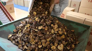 椎茸の生産から、工場での加工・出荷までのプロセス。宮崎県高千穂の乾しいたけを欧米はじめ各国に輸出する日本の工場。