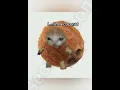 Lagu I'm a coconut #cat #funny #fyp #meme #georgieebom