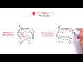Clinical Anatomy - Nasal Cavity and Nose bleeds