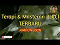 Lagu Terapi dan Masteran pleci TERBAIK || Dengarkan ini Pleci Dijamin langsung BUNYI