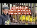 Lagu perawatan masteran dan mencerahkan bulu pleci