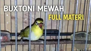 pleci buxtoni gunkar juara mewah full isian