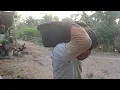 Download Lagu ora nyangka banget!!!Kok Bisa yah Panen UDANG JAHE 1 bokor