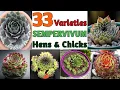 Download Lagu 33 Sempervivum Varieties with Identification | Hens and Chicks Succulents | Plant and Planting