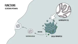 Golgi Apparatus