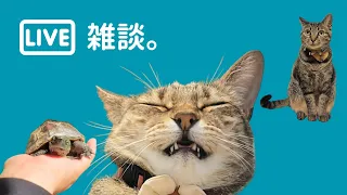 【飲酒配信】いよいよ本番が近付いてきましたね