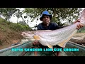 Download Lagu Rezeki belida vs patin sangkar liar size gorgon