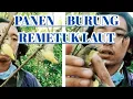 Download Lagu Cara Memikat burung Remetuk laut/Sulingan tambak