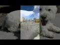 AKC Spring Scurry Pack Walk 2026