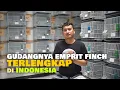 Lagu SUKSES BANGUN RUMAH 200JUTA DARI BETERNAK EMPRIT FINCH HIAS