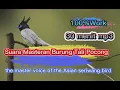 Download Lagu Suara Masteran Burung Tali Pocong ( seriwang asia) .mp3