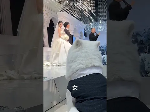 花嫁は愛犬を結婚式に連れてきました！🐶💍 #shorts