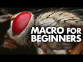 Download Lagu Macro Photography for Beginners – Complete Tutorial